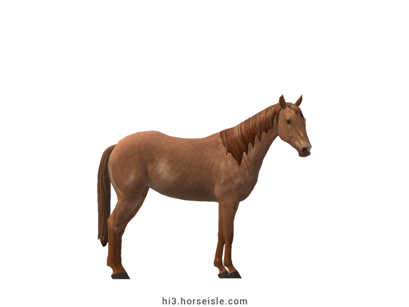 Australian Stock Horse Red Dun Coat